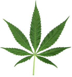 hemp_plant